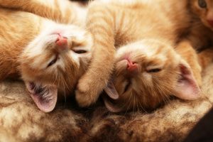 075382618-little-kittens