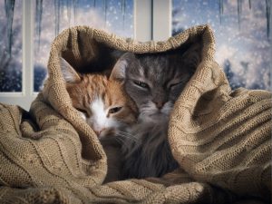 081402927--by KOZOROG-two-cats-hide-under-blanket-ou